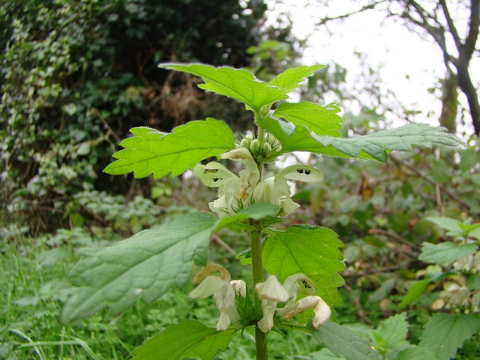 13.11.10 Washington Chanctonbury Ring No Man's land North End